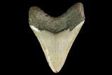 Fossil Megalodon Tooth - North Carolina #145458-2